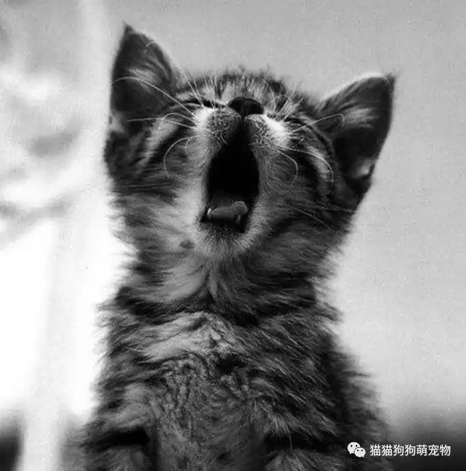 咆哮的喵星人,让你知道我有多凶