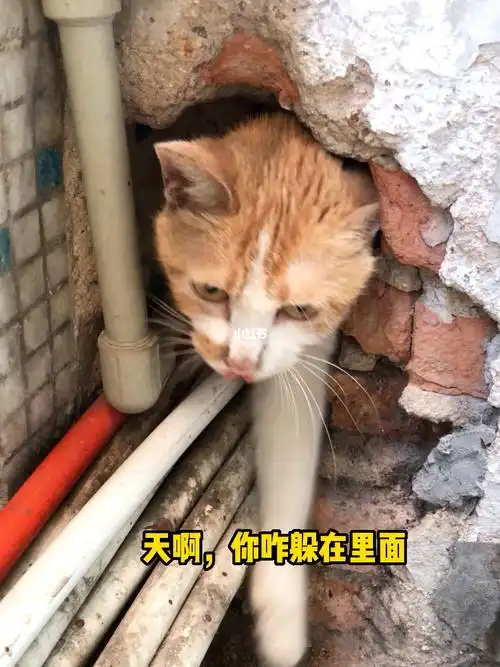 住在墙壁里的流浪猫