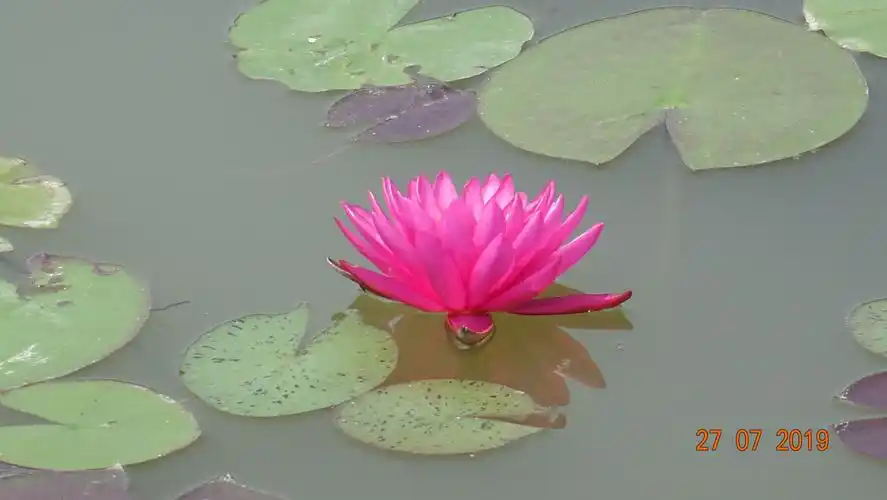 20190727水上公园溜达赏花