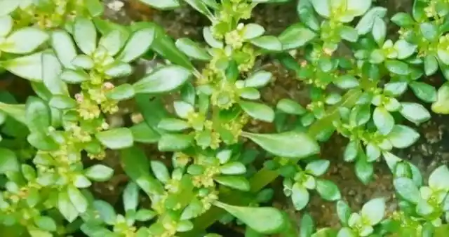 生长于石缝的"透明草",具有极好的治烫伤功效,可惜很多人不懂