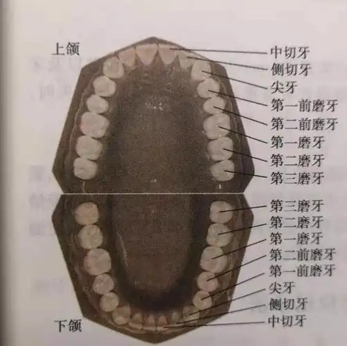 智齿也叫第三磨牙,通俗点说就是第三颗大牙,它的位置与第二磨牙相邻