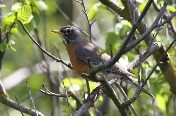 十大叫声最好听的鸟,金丝雀上榜,第一被誉为"鸟中歌手"(3)