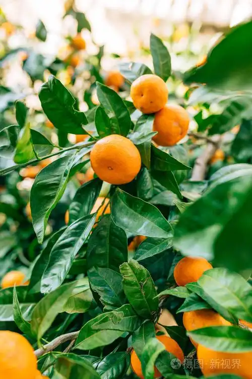 树上的橙色普通话成熟的橘子黑山恐遭