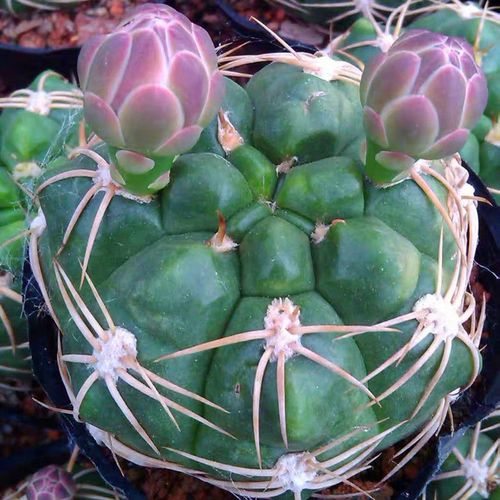 稀有趴刺天王丸仙人球 多肉植物室内阳台易养开花防辐射绿植盆栽