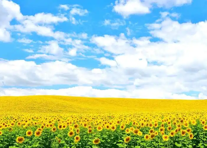 旅游风景图 蓝天,白云,向日葵_高清jpg图片pic设计素材_墨鱼部落格