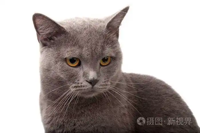 蓝色灰色英国的猫在白色