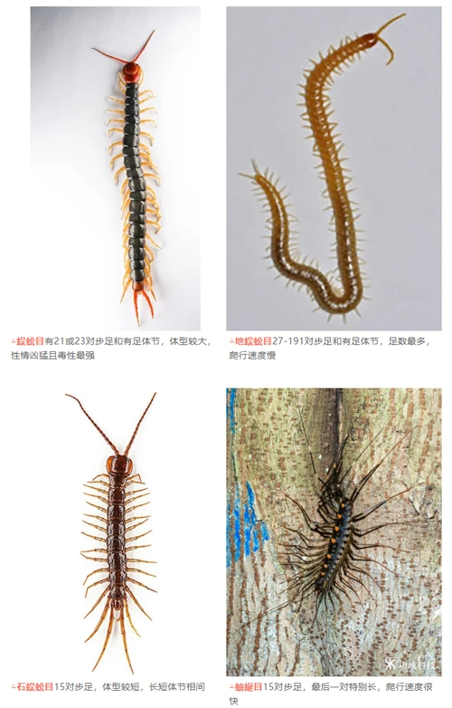 【案例分享】唇足纲动物"蜈蚣"的特征,危害及防控方法