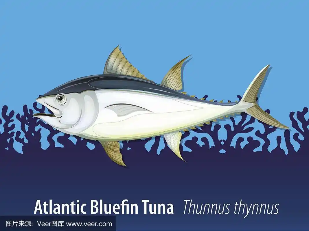 大西洋蓝鳍金枪鱼在海里