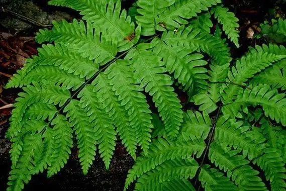 data-lemmaid="10187816">中国蕨科 /a>植物野鸡尾金粉蕨 i>onychium