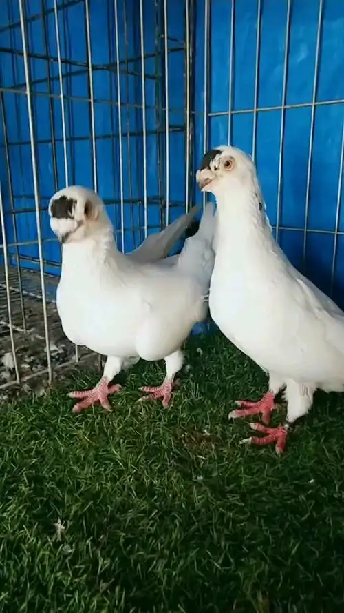 鸽魔#虎头大点子,老款