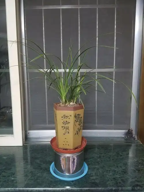 夜光下的兰花草