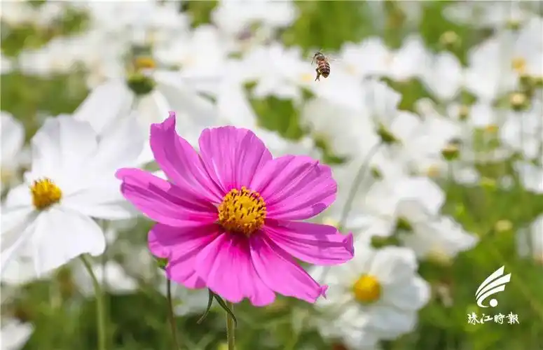 图懂大沥踏春好去处在大沥遇见最美春天