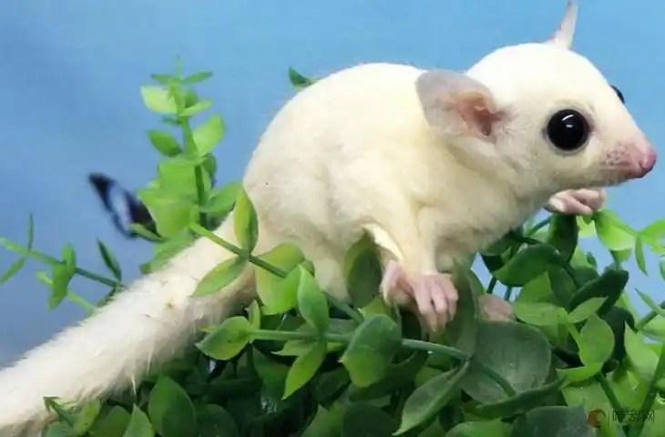 蜜袋鼯白金和纯白哪个贵多少钱一只