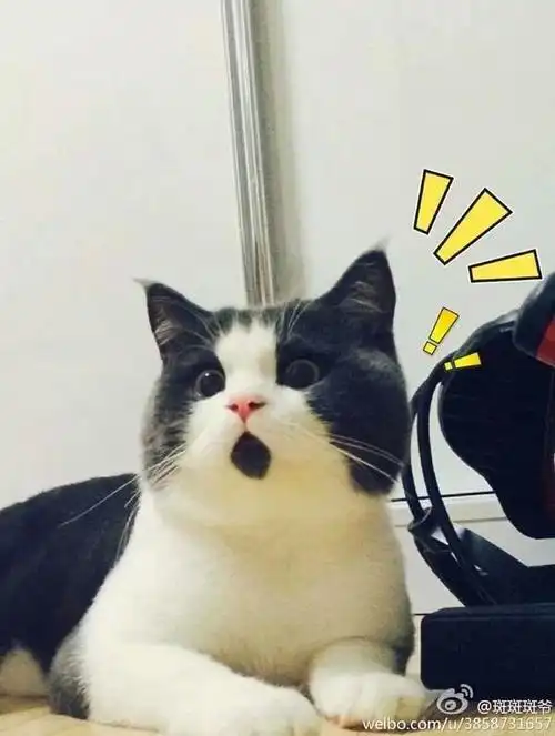 永远一副吃惊的表情 萌萌哒