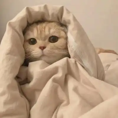 超萌哒女生男生可爱头像小红书推荐动漫宠物超甜头像图片