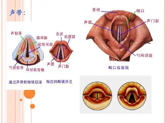 分类 资格考试/认证 ppt模板 其它模板 第二节小教呼吸系统生理 声带