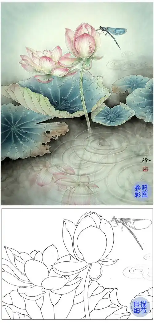郑玲玲工笔画白描底稿蜻莲生趣多种白描尺寸可选zla4