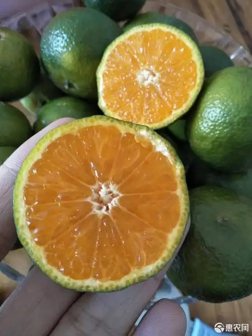 广西青皮蜜桔 甜蜜桔