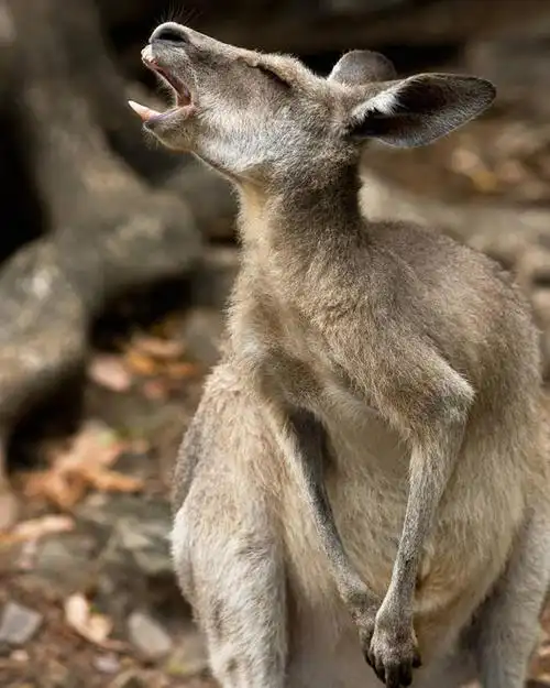 无人,竖图,室外,白天,侧面,哺乳动物,袋鼠,野生动物,澳大利亚,大喊