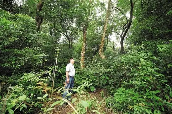 村民守护着这一片古沉香树林