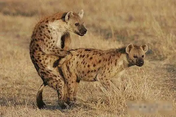 转载动物们的繁衍