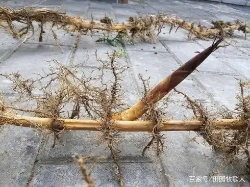 竹子,庭院植物首选,但要记住这一点,要不很麻烦