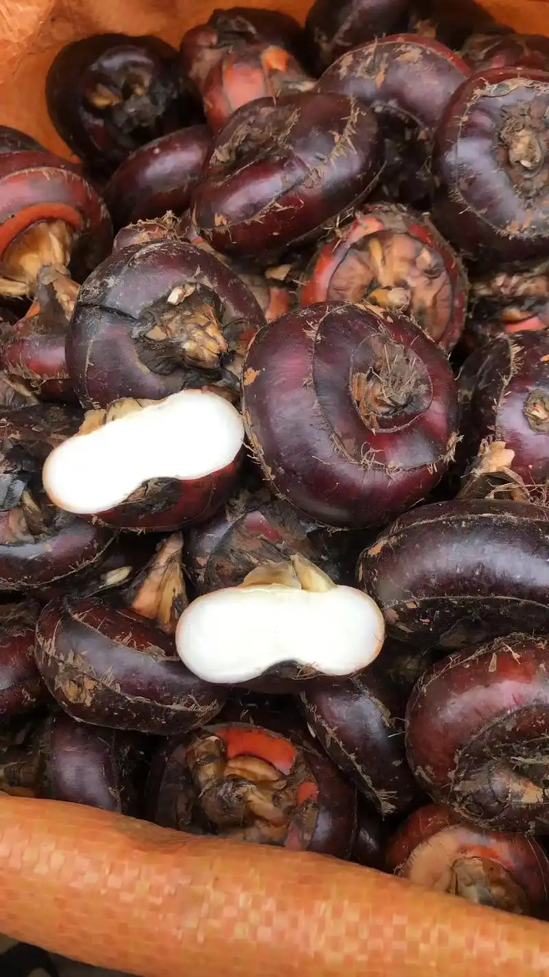 荸荠又叫马蹄,是多年生宿根性草本植物的根茎,味道清甜脆爽,可 - 抖音