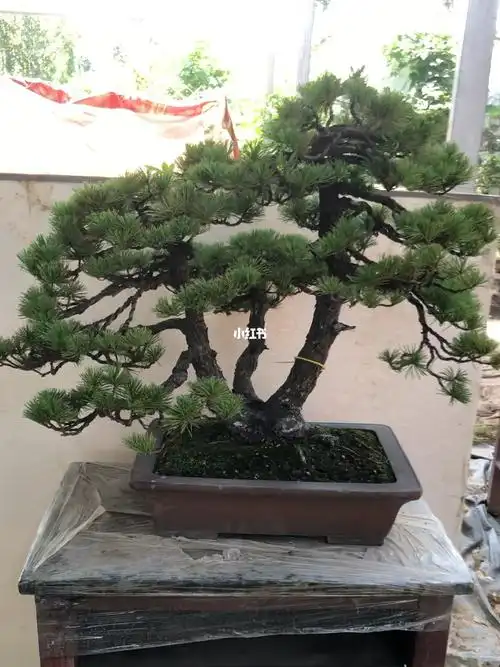 一本多杆三河黑松