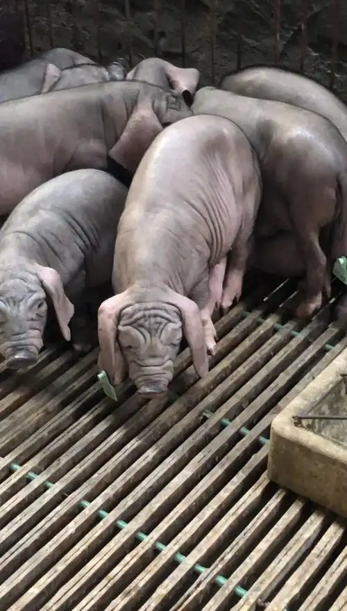 太湖高产母猪奶头二十多一窝高产二十多