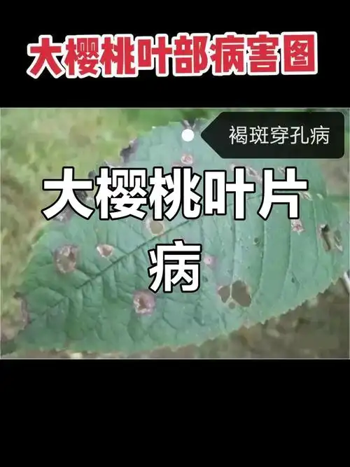 大樱桃叶部病害实拍,如何应对?