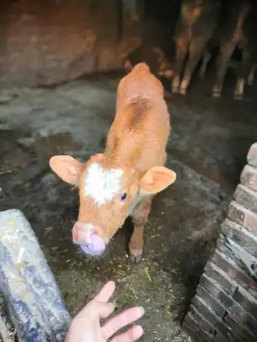 可爱的小牛崽