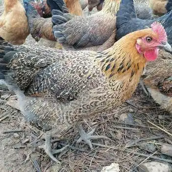 青脚麻鸡青年鸡