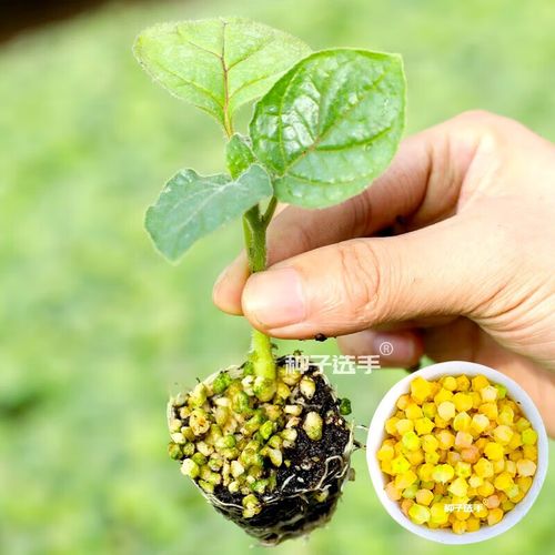 农之子(nongzhizi) 姑娘果种子苗灯笼果树苗秧苗盆栽洋水果种籽 水果