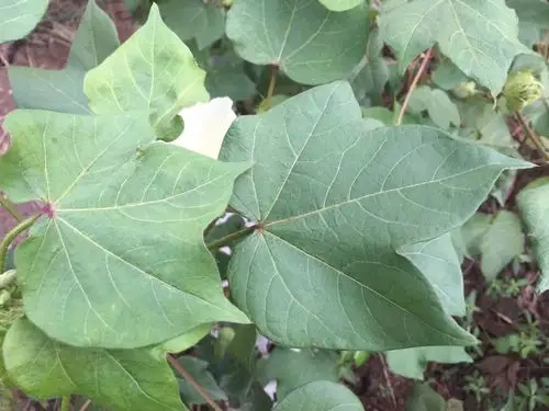 一米棉花田,这所学校做足了文章