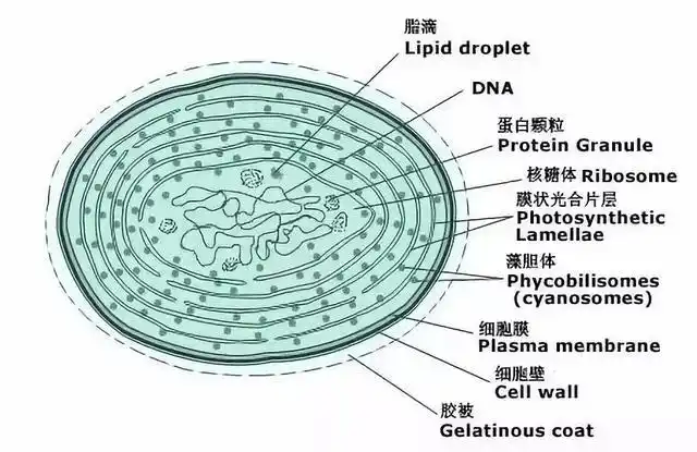 解析蓝藻的结构和暴发特点以及处理方法