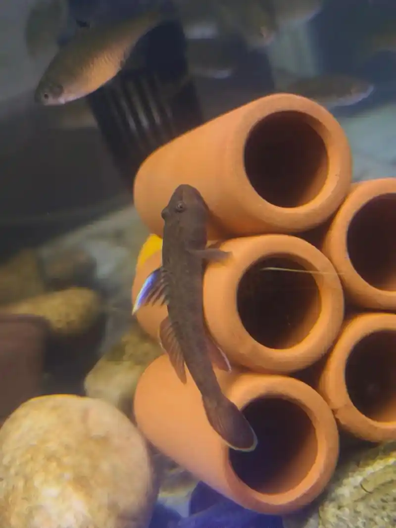 我的小虾虎鱼们,这都是什么品种我也不知道……#虾虎鱼 #鱼缸 - 抖音