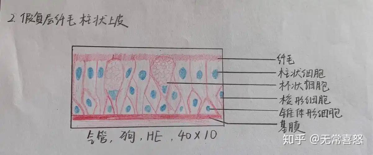 组胚红蓝绘图居然这么快就结课了
