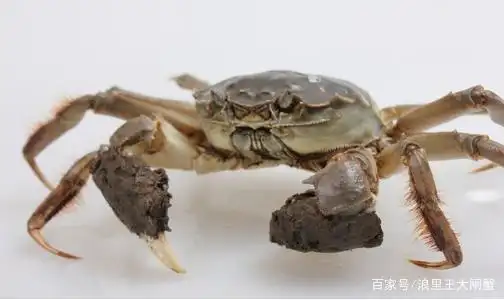 为什么大闸蟹的钳子有毛?钳子上的毛怎么去掉?