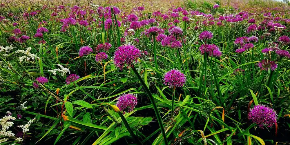 9.4贵州毕节赫章野生韭菜花