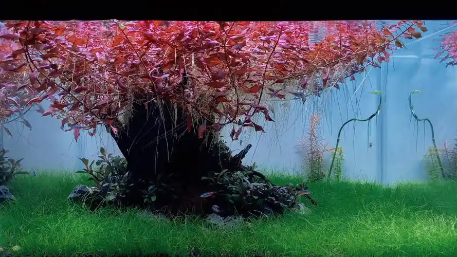 60cm水草缸造景挺治愈的吧视频远不及现场