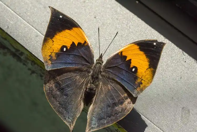 国家二级保护动物枯叶蛱蝶