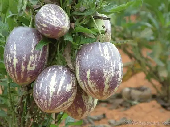 陇县西洋参 | | | @特博网