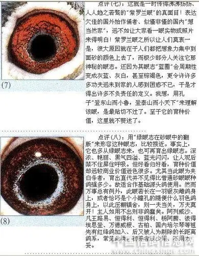 相册鸽眼解析与欣赏