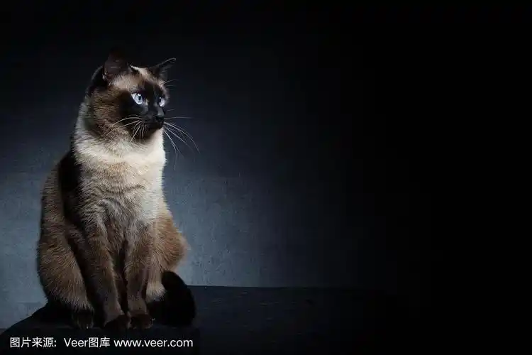 画室里黑色背景上的泰国暹罗猫