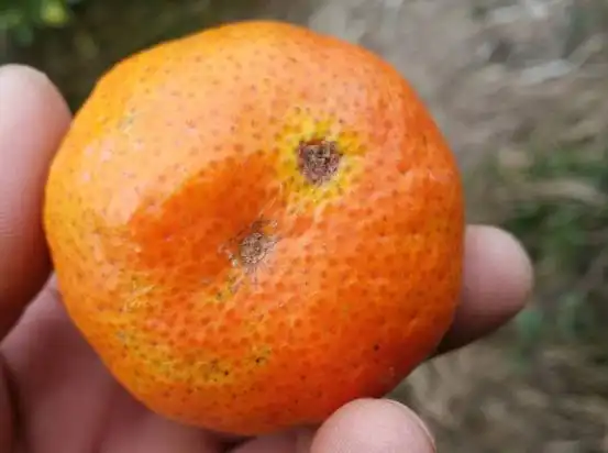 柑橘油斑病怎么防?