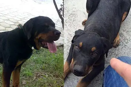 罗威纳犬3秒咬死泰迪令人害怕,养大型狗学会这样训练很重要