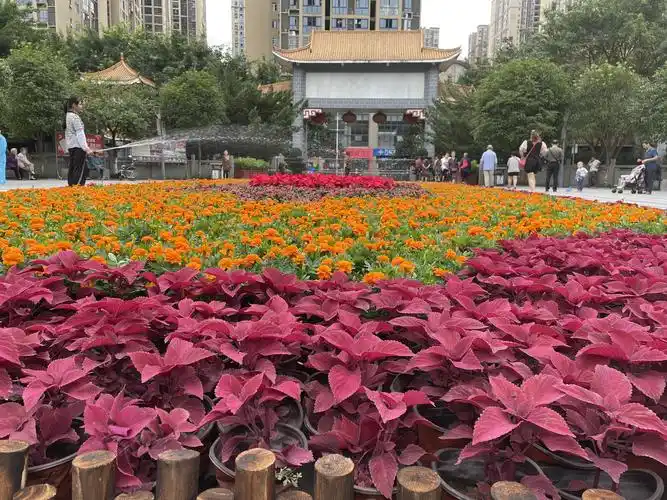 合川区城市管理局在人民公园前广场摆放组合花坛,包含变叶木,西洋鹃