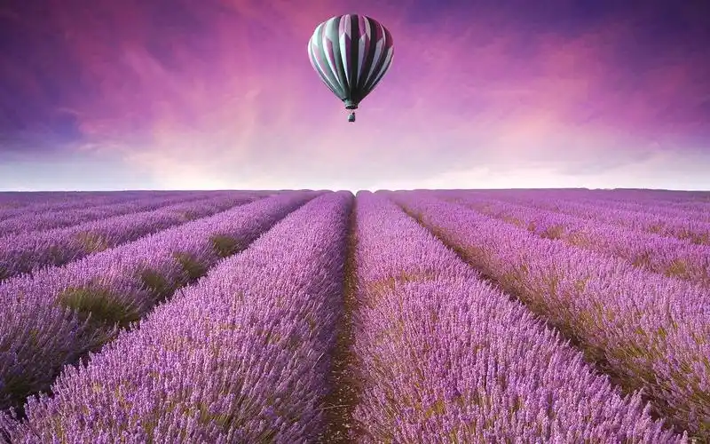 薰衣草壁纸图片