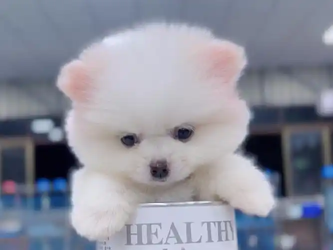 茶杯犬俊介这个名字的由来哈多利博美犬