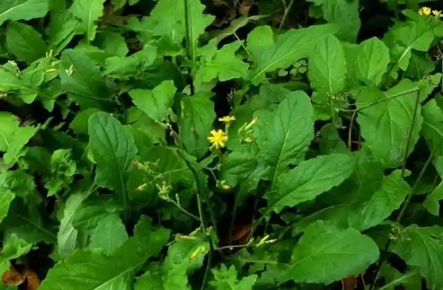 农村这种称为还阳草的植物是一种难得的野菜